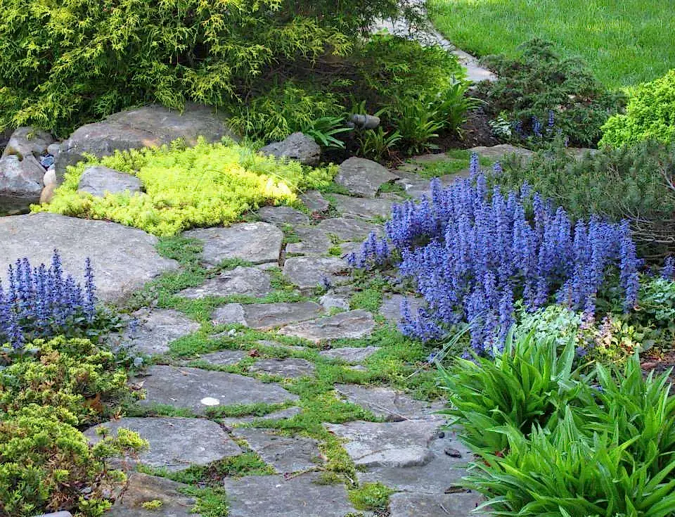 Early spring color Early spring color on a rustic path