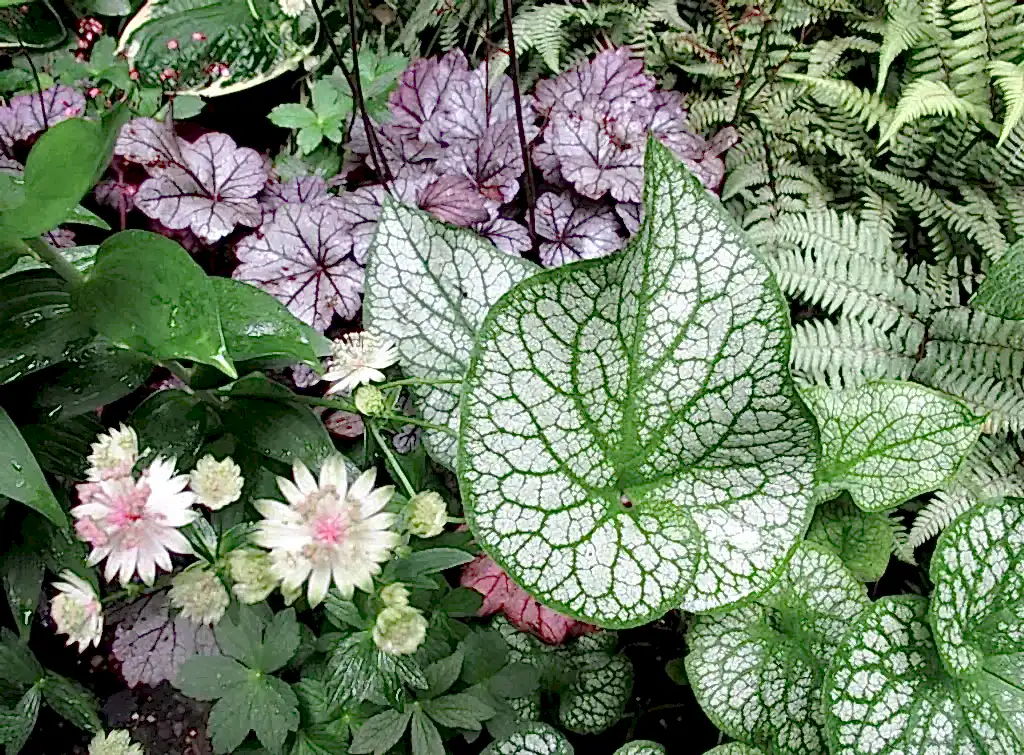 plants