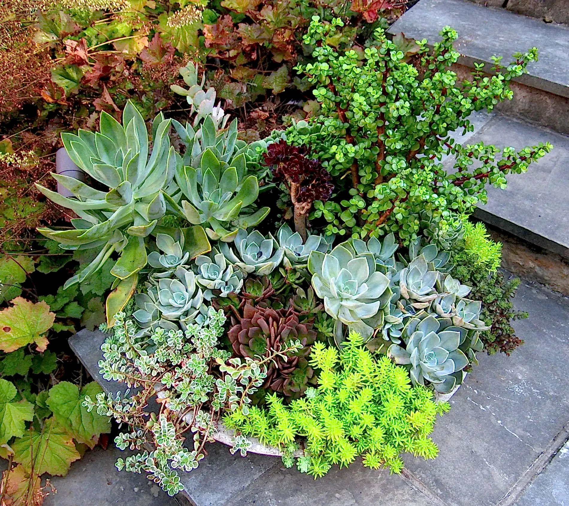 Succulents